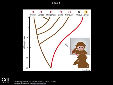  Mirrors of Primate Cognition