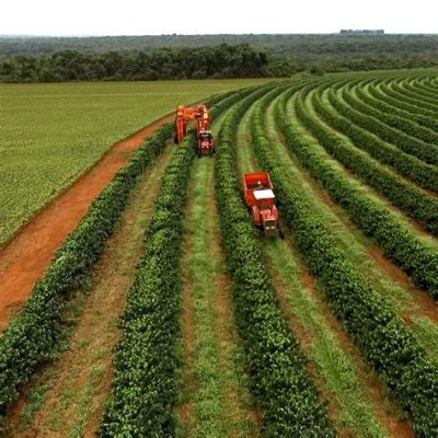 Quel avenir pour l'agriculture brésilienne? Une exploration profonde de Quest for Sustainability: A Brazilian Farmer's Guide