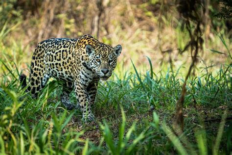  Xingu: A Journey into the Untamed Heart of Brazil!